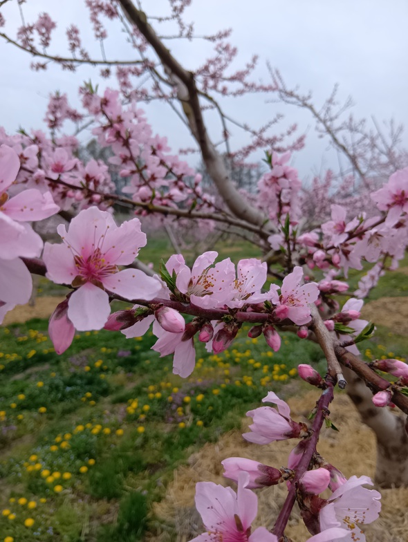 花摘み作業が悲しい 花摘み作業が悲しい