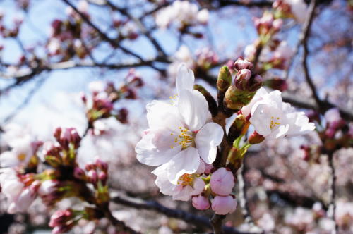 松本城の桜とアムセイの桜✿