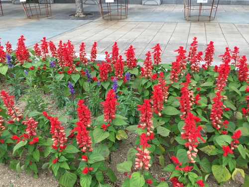 全日本花いっぱい松本大会に向けて、街中が花で彩られています。一方、花時計公園噴水の足元は・・・
