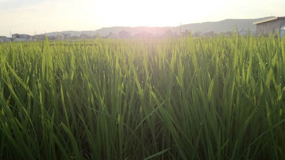 『中干し』してます 『中干し』してます