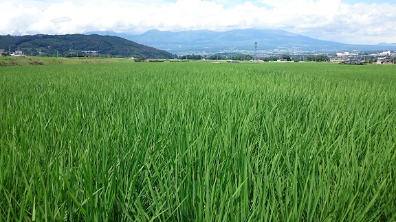 『中干し』してます 『中干し』してます