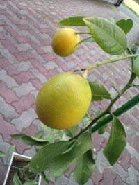 レモン初収穫！