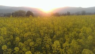 咲き誇れ!いのちの花よ。 咲き誇れ!いのちの花よ。