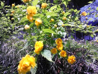 花の季節。やまぶき祭り。 花の季節。やまぶき祭り。