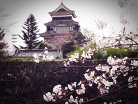 松本城へお花見に