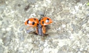 アロマでガーデニングのお肌ケア☆