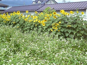 ちょっとそこまでお買い物