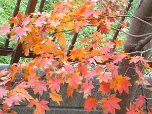 アロマの産休育休
