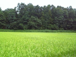 農家の皆さんありがとう!