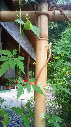緑のカーテンに