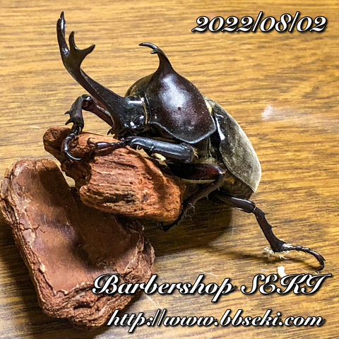 おはようございます。本日は定休日です。 おはようございます。本日は定休日です。