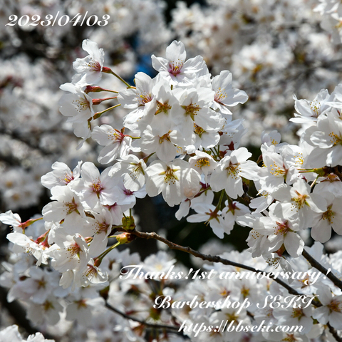 長野の桜も満開になりました! 長野の桜も満開になりました!