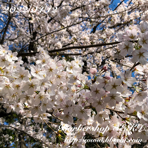 おはようございます。真夏のような気温で桜が満開です! おはようございます。真夏のような気温で桜が満開です!
