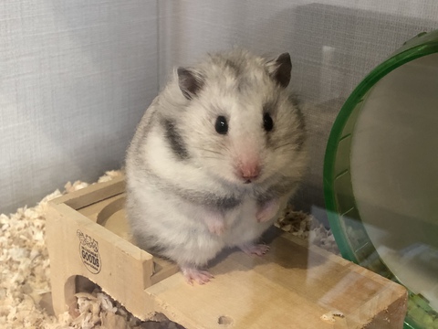 しーちゃん、カムバック! しーちゃん、カムバック!