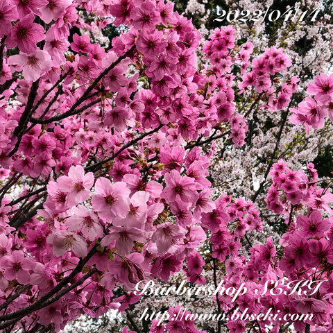 おはようございます。紅白の桜が競演。天気は下り坂…。 おはようございます。紅白の桜が競演。天気は下り坂…。