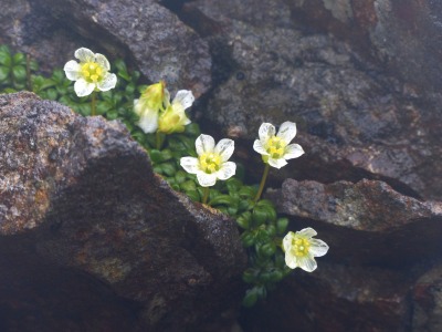 硫黄岳の花