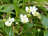 飯縄山の花