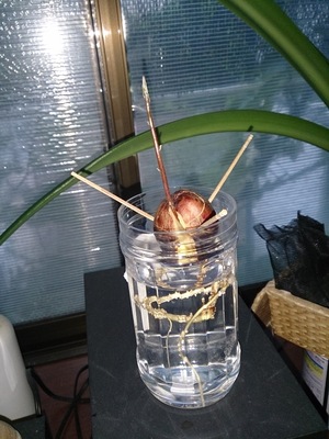 緑化計画