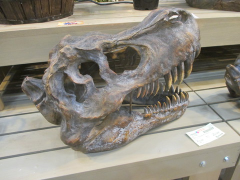 恐竜の頭骨