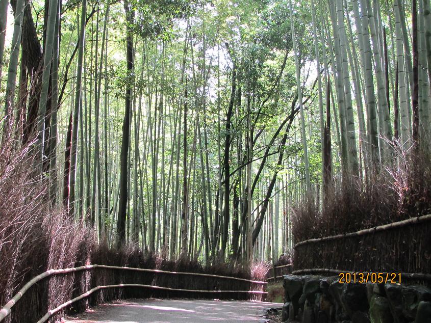 嵯峨野竹林