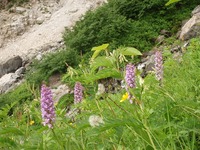 白馬岳の花々