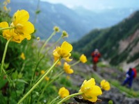 白馬岳の花々