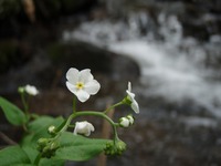 滝ノ沢の花々