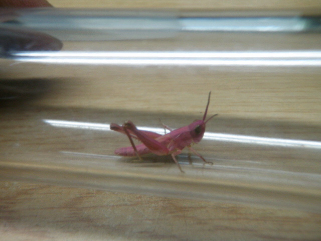 食べ比べ( ´艸`)
