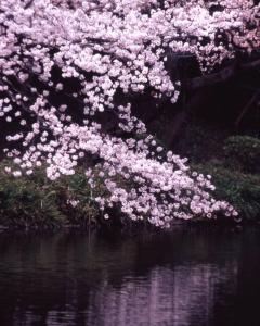 甘酸ッパイ思春期青春桜