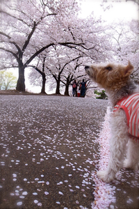 桜吹雪