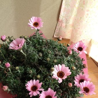 リズムカルな日々