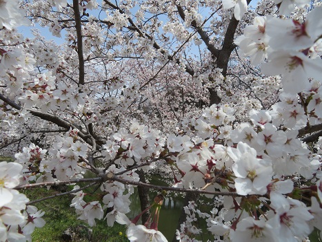 上田城 桜・サクラ・さくら満開 上田城 桜・サクラ・さくら満開