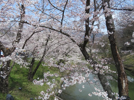 上田城 桜・サクラ・さくら満開 上田城 桜・サクラ・さくら満開