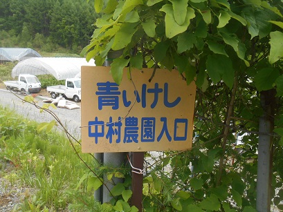 大鹿村の青いケシ 大鹿村の青いケシ