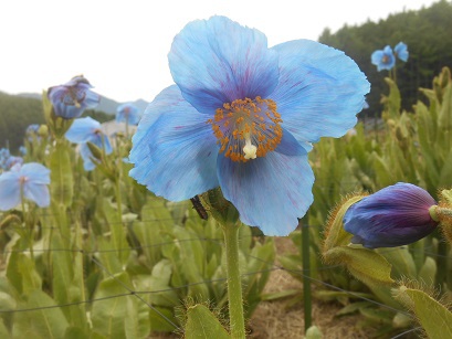 大鹿村の青いケシ 大鹿村の青いケシ