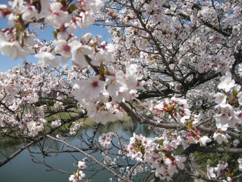 ４月８日の桜
