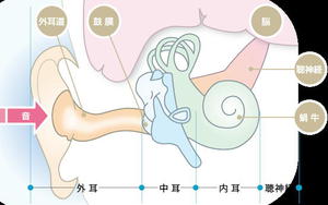 耳のお掃除は 耳のお掃除は