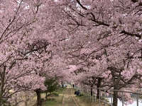 高遠城址公園＆六道の堤 桜満開の伊那へ車中泊の旅！