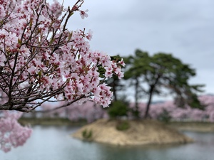 高遠城址公園＆六道の堤 桜満開の伊那へ車中泊の旅！