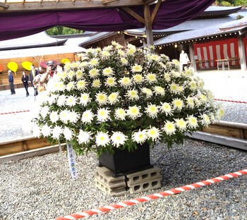 新潟県の弥彦神社　菊祭りに行ってきました