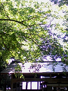 鬱蒼と　木立が茂る　八加倉神社