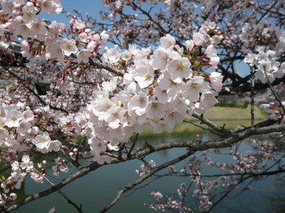 松本城　桜の開花状況　♫