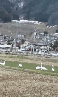 白鳥飛来