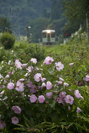 線路端に咲く芙蓉の花