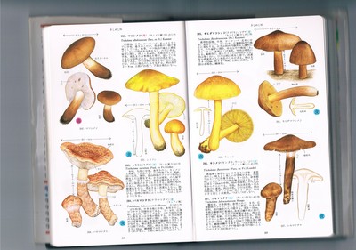 バカマツタケ!