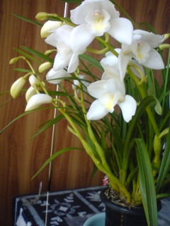 花のある暮らし