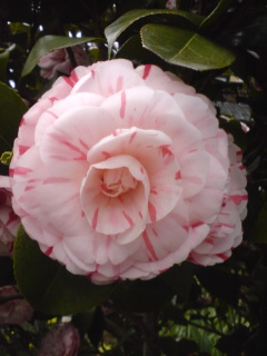高校生の夢の種