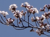 今年の桜は．．．