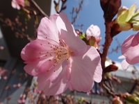 今年の桜は．．．