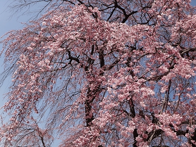 今年の桜は．．．